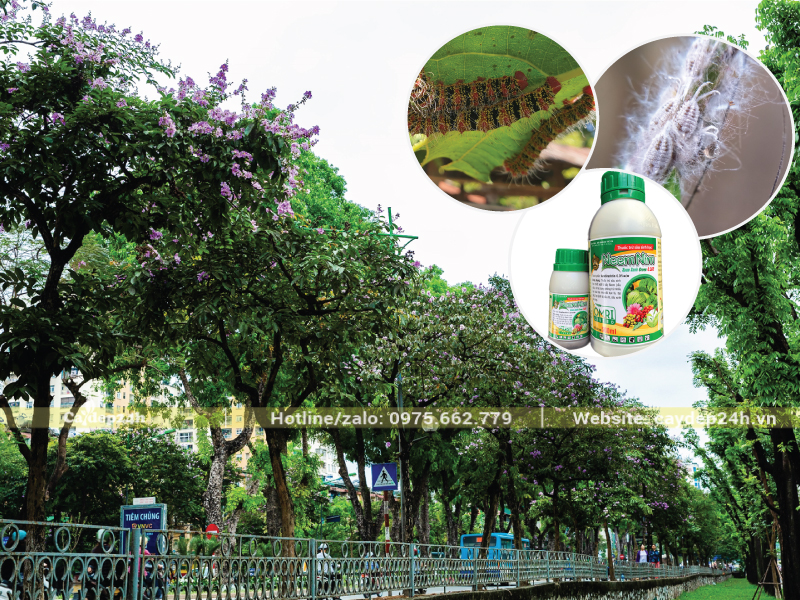 Cây bằng lăng thường bị sâu róm và rệp sáp