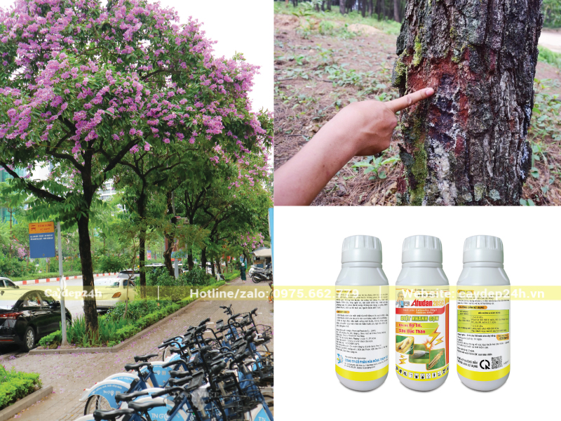 Sâu đục thân hút nhựa cây