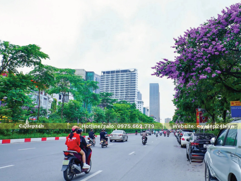 Trồng bằng lăng cùng cây xanh làm nổi bật màu hoa tím