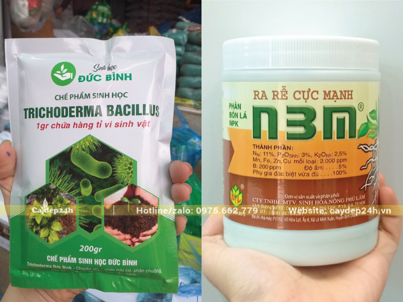 Bổ sung Trichoderma và thuốc kích rễ để tăng đề kháng cho cây