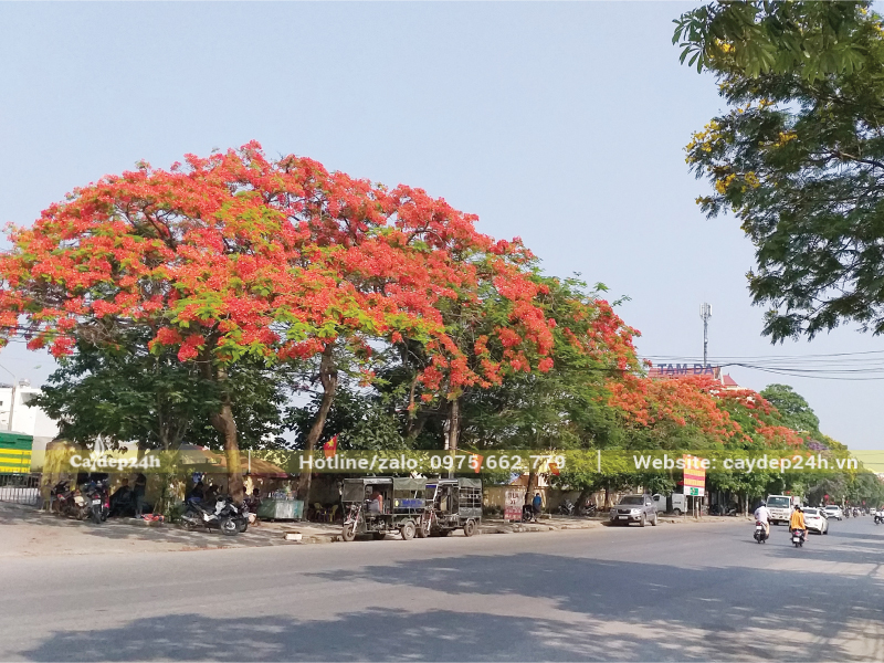 Cấu trúc tán dù của phượng vĩ khiến cây đón nhiều gió