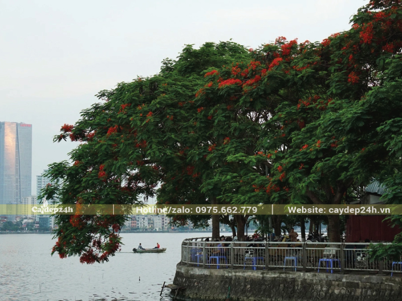 Cây phượng chỉ toàn lá ít hoa