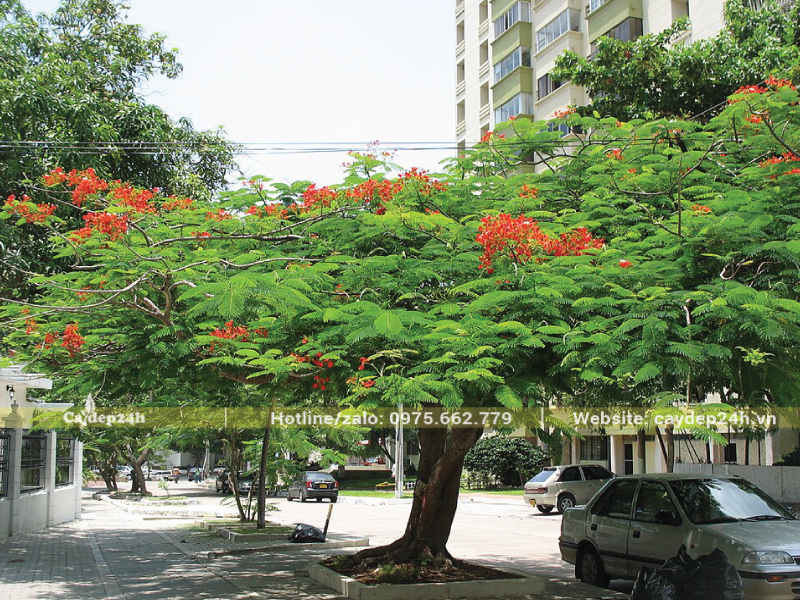 Hệ rễ phượng vĩ ăn nổi trên mặt đất