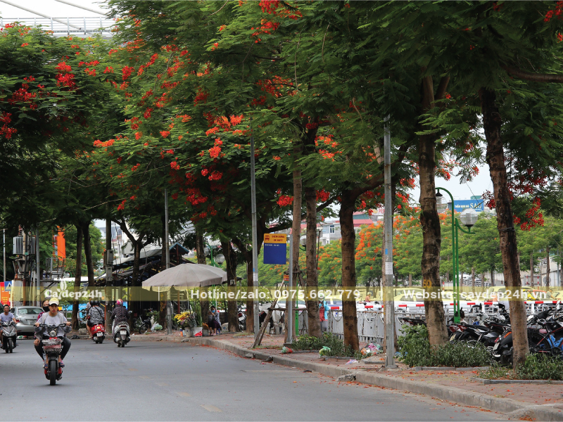 Khoảng cách trồng phượng vĩ quá gần nhau