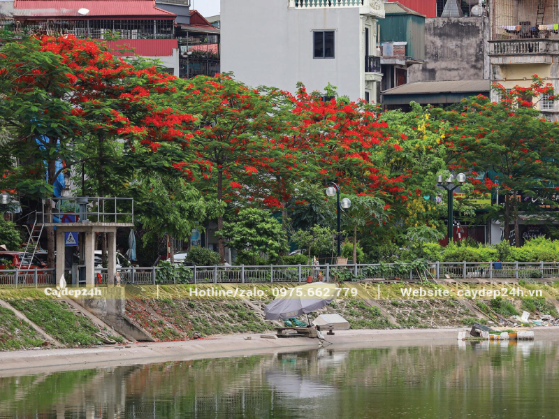 Cây phượng vĩ trồng ở khoảng cách gần nhau