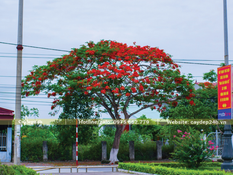 Quét vôi góp phần phòng ngừa sâu bệnh cho cây