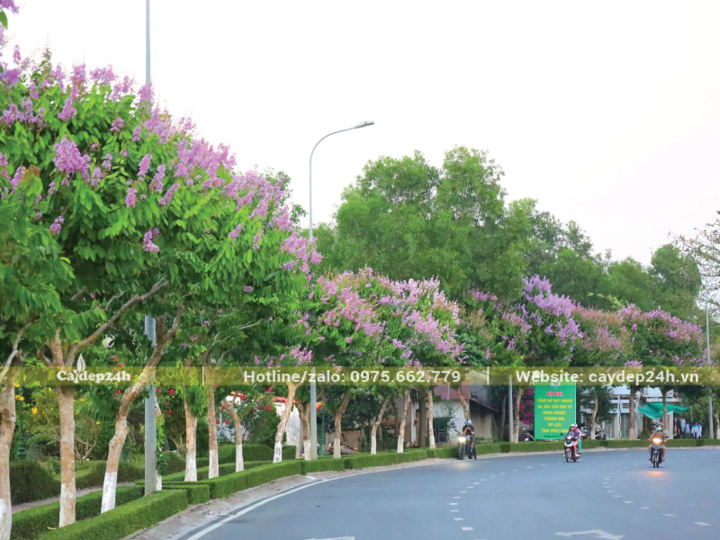 Quét vôi gốc cây bằng lăng dọc một tuyến đường