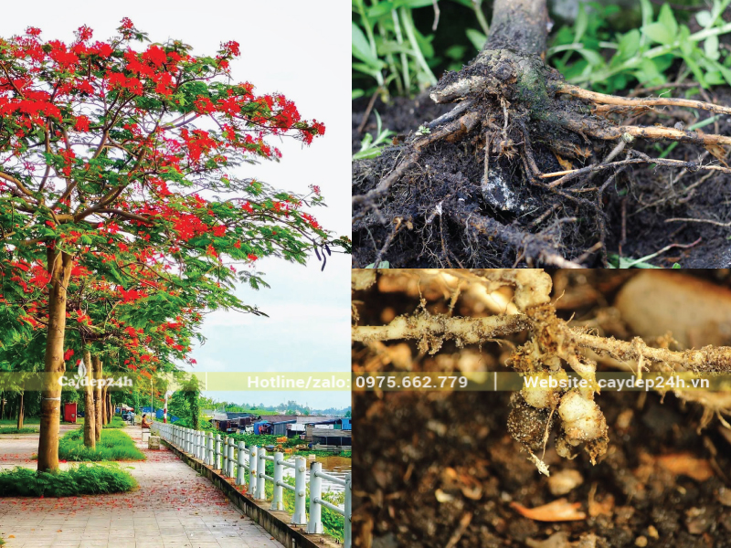 Ngập úng lâu làm rễ cây nấm, thối rễ