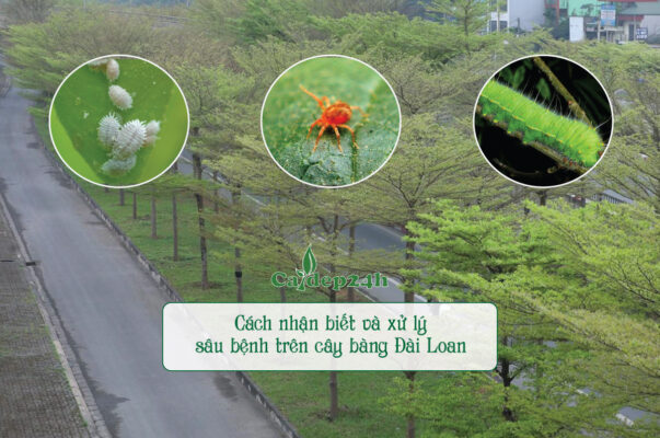 Các loại sâu bệnh trên cây bàng Đài Loan