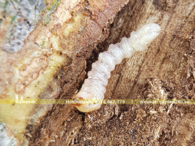 Thân cây mục rữa do sâu đục thân