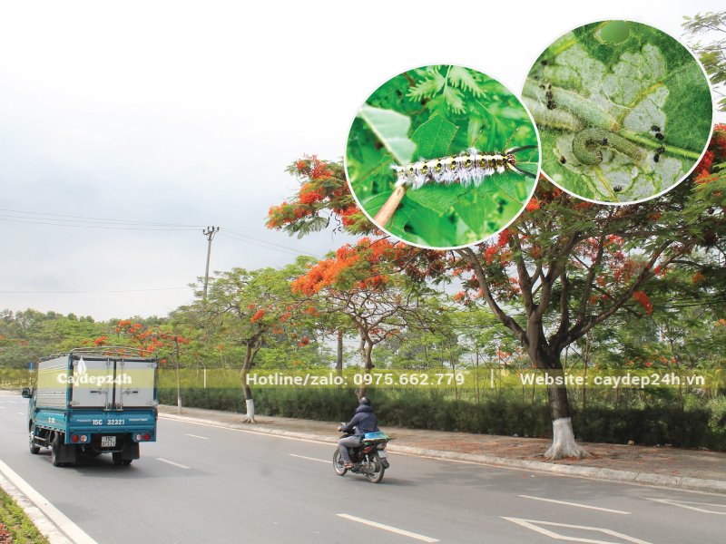 Sâu róm và sâu ăn lá rất phổ biến trên cây phượng hoa đỏ