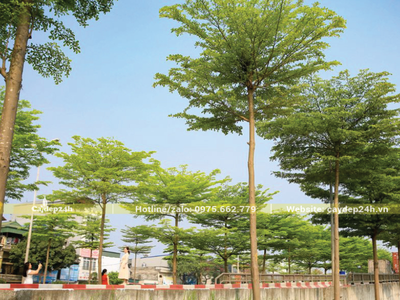 Tán bàng Đài Loan phân tầng đẹp mắt