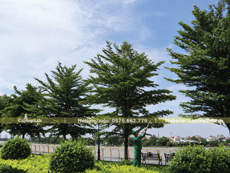 Cắt bớt các cành vươn ngang quá dài