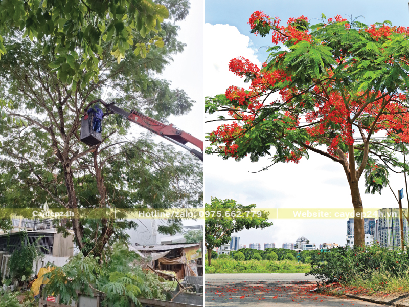 Cắt giật thu gọn đường kính tán cây phượng