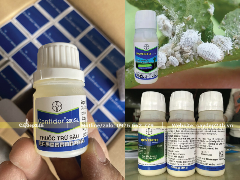 Thuốc lưu dẫn diệt rệp sáp