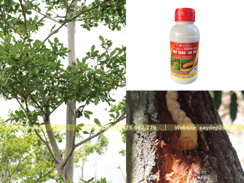 Nhận biết nhanh và trị sâu đục thân kịp thời