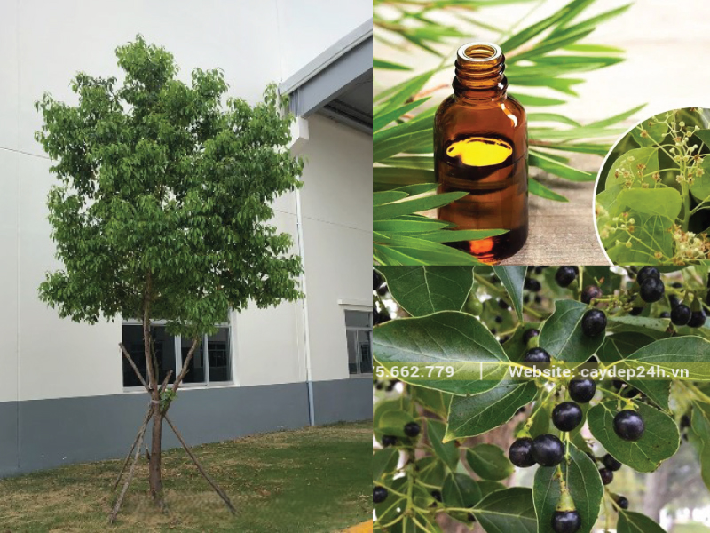 Cây long não có mùi hương dễ chịu