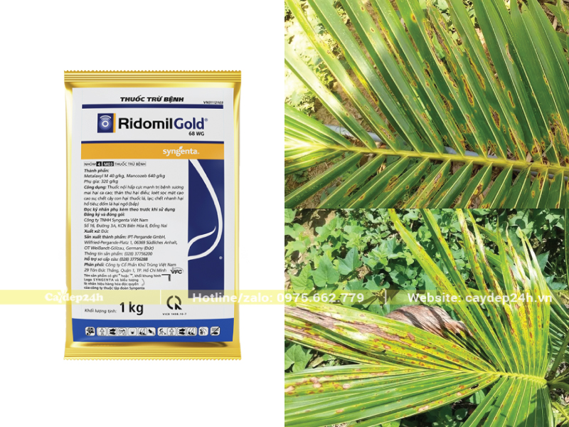 Sử dụng Ridomil Gold 68WG để trị đốm lá trên cây dừa