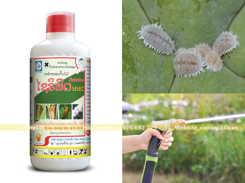 Dùng vọi xịt mạnh và thuốc đặc trị để diệt rệp sáp