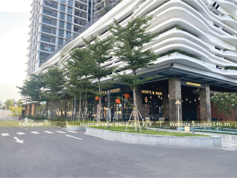 Nên trồng bàng Đài Loan ở vị trí có đủ ánh sáng
