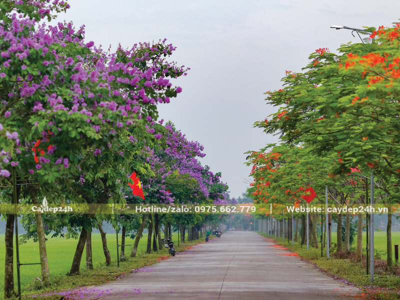 Bằng lăng và phượng vĩ có sắc hoa tương phản
