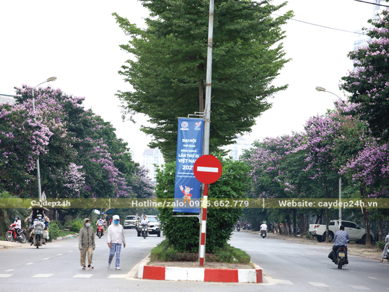 Bằng lăng trồng vỉa hè và bàng đài loan ở dải phân cách