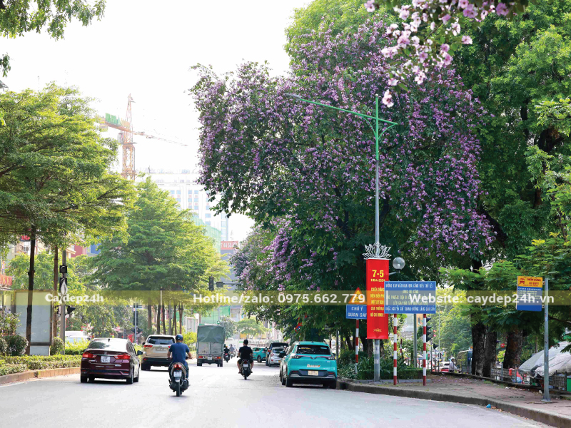Bằng lăng tím trồng với cây xanh dễ sống khác