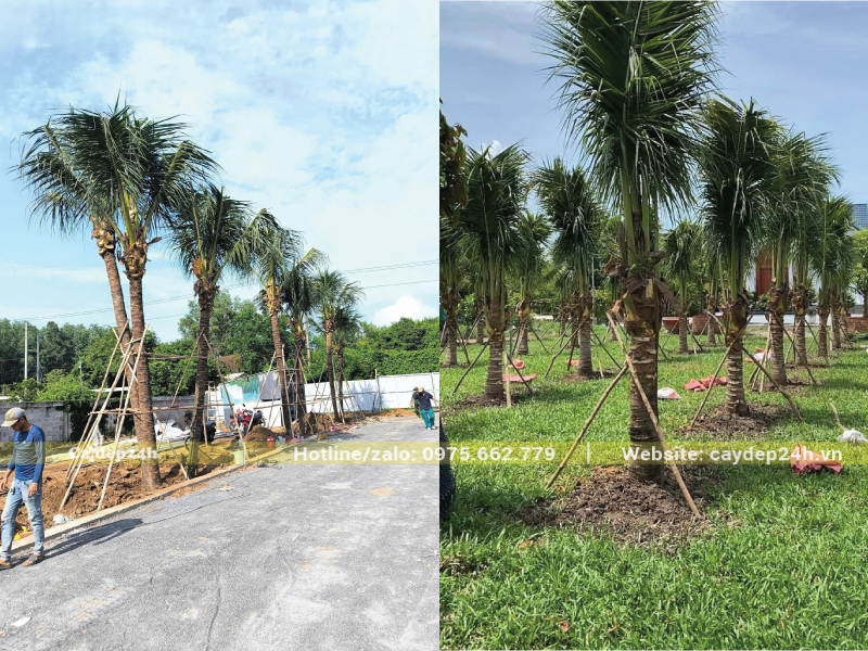 Cây dùa rất được ưa chuộng trồng ở khu công nghiệp