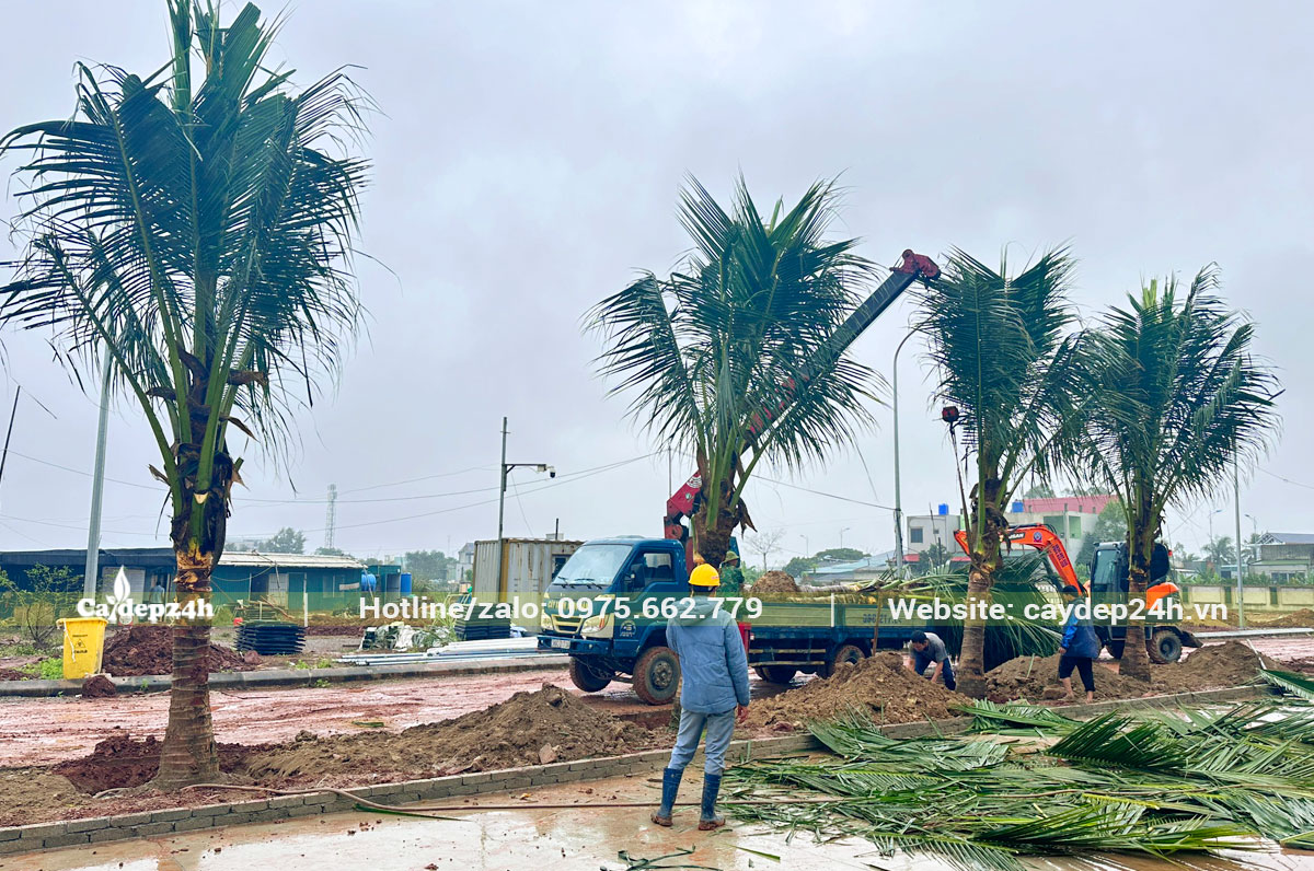 Trồng dừa chuyên nghiệp tại nhà máy nhiệt điện Nghi Sơn