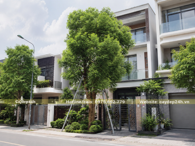 Trồng cây long não trước nhà