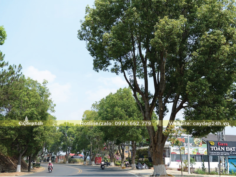 Trồng cây long não trên đường phố