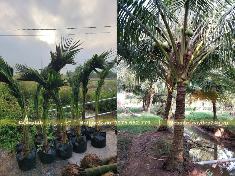 Từng bẹ lá của cây dừa đều xanh mướt
