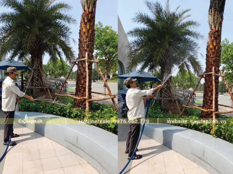 Tưới đẫm nước cho cây dừa mới trồng