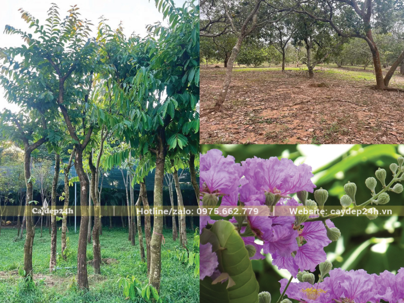Tạo mùa khô hạn giả để ép cây nhú mầm hoa