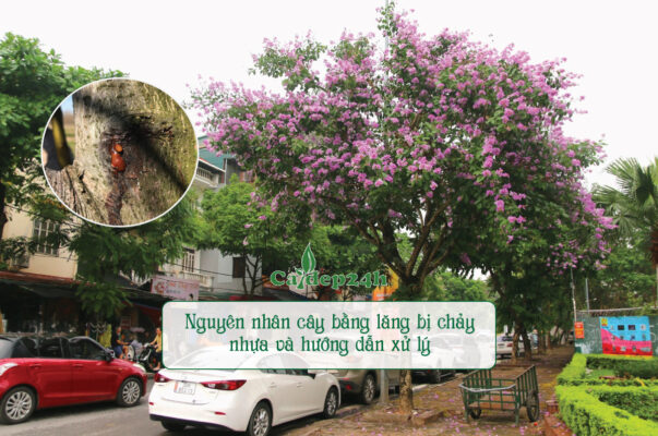 Nguyên nhân cụ thể và cách khắc phục tình trạng cây bằng lăng bị chảy nhựa