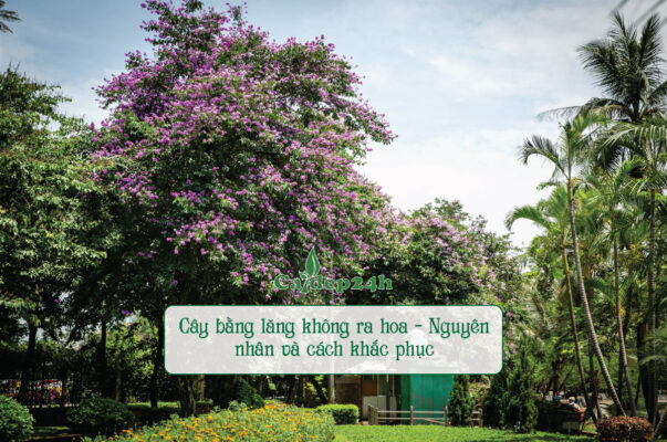 Cây bằng lăng không ra hoa do nhiều nguyên nhân