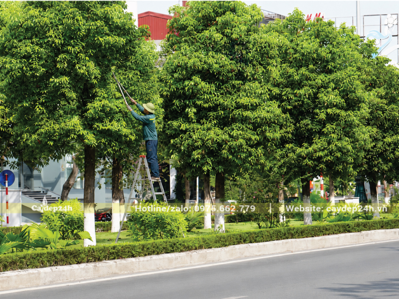 Cắt tỉa định kỳ cho tán long não thông thoáng