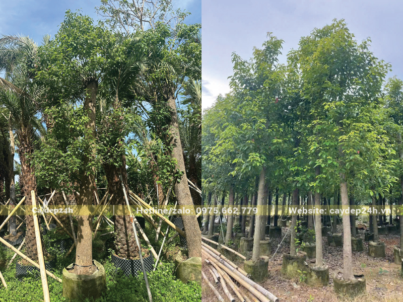 Cây long não đã được dâm ủ kỹ càng