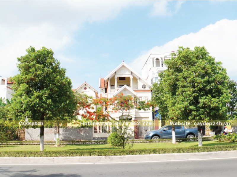 Cây long não trưởng thành cách xa nhau
