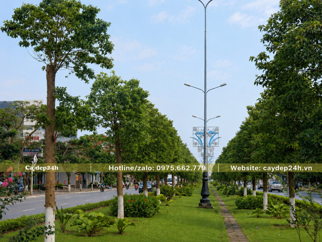 Hàng long não Trung Quốc trên dải phân cách