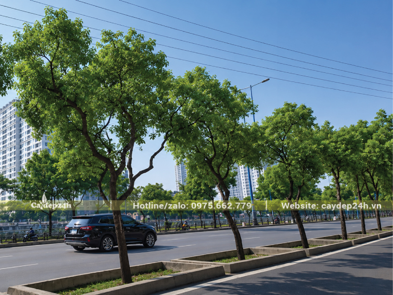 Trồng cây long não dưới đường dây điện