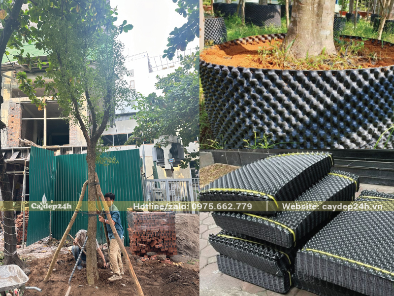Khống chế rễ trong tấm chắn rễ