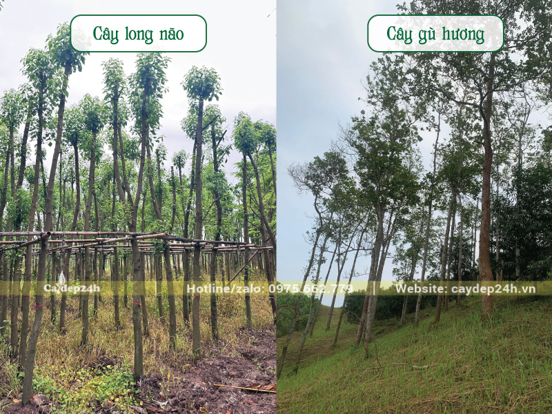 Cây gù hương và long não cùng họ thực vật