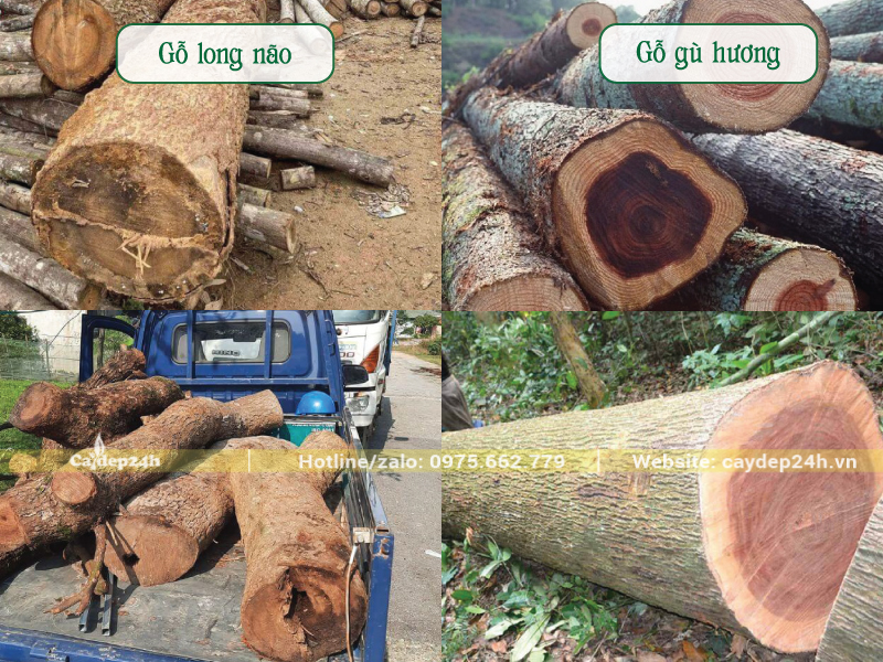 Hai loại gỗ long não và gỗ gù hương