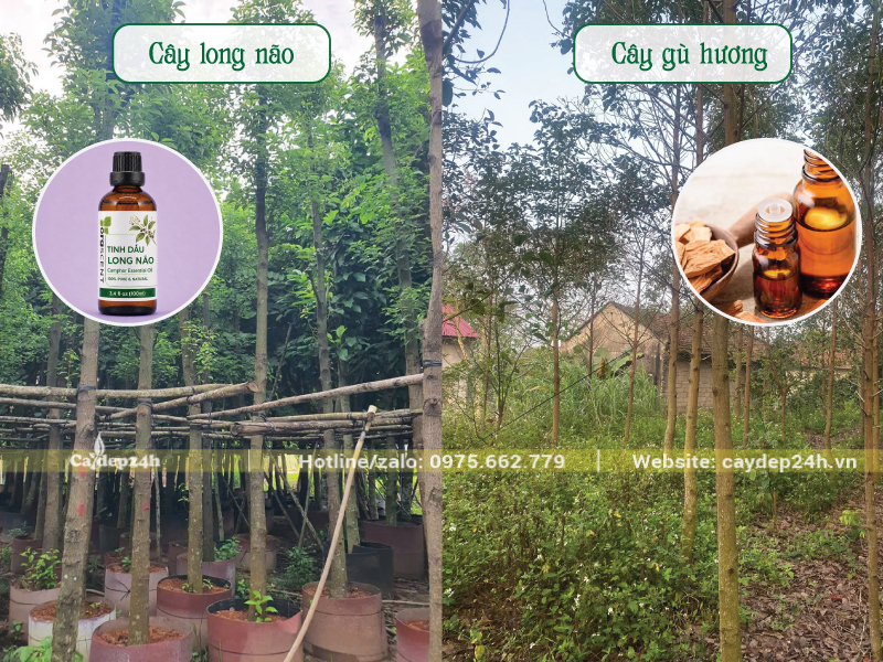 Tinh dầu long não và gù hương khác nhau rõ rệt
