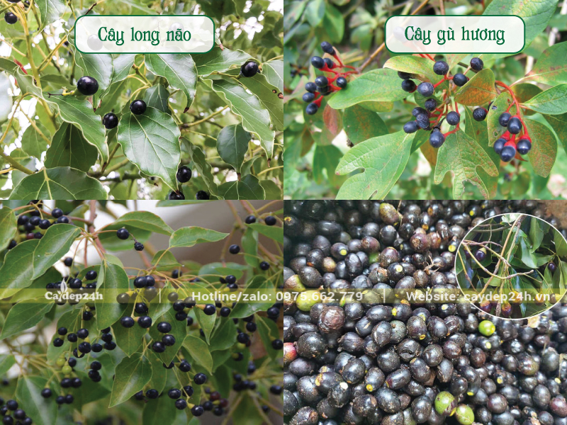 So sánh quả long não và quả gù hương