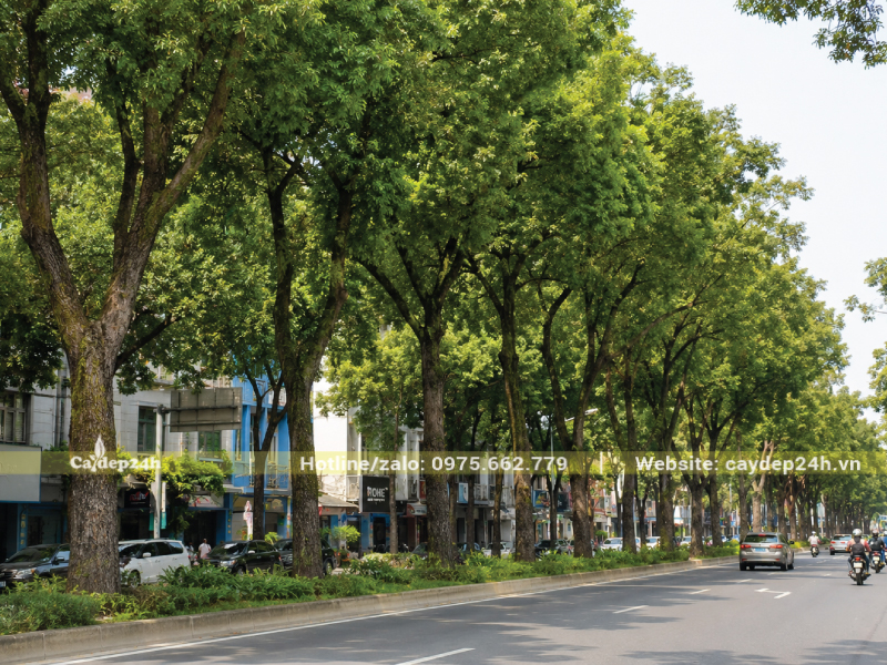Cây long não kích thước lớn trồng cách xa nhau
