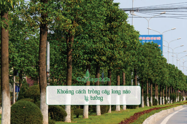 Khoảng cách trồng cây long não lý tưởng nhất