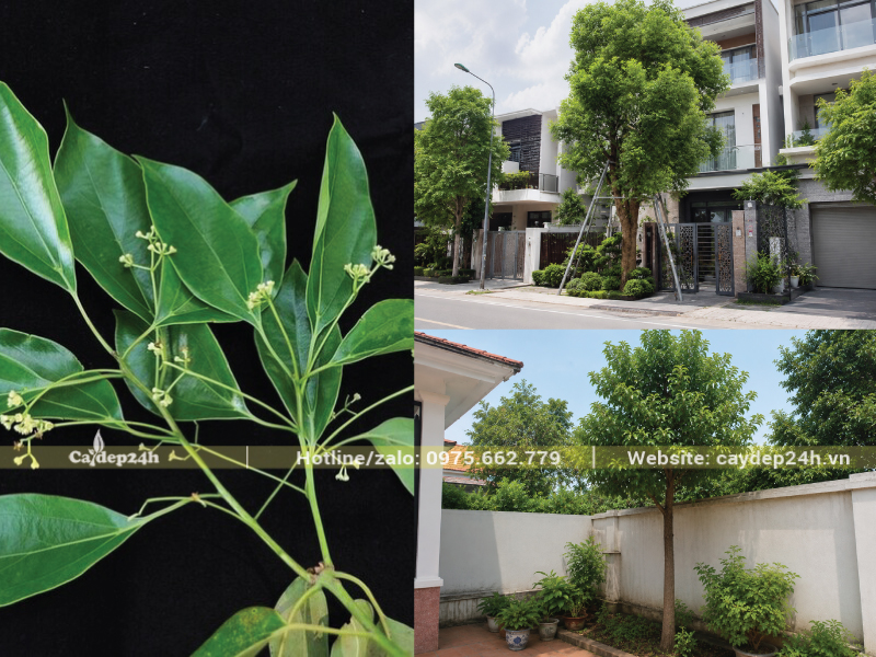 Trồng cây long não trong khuôn viên nhà ở