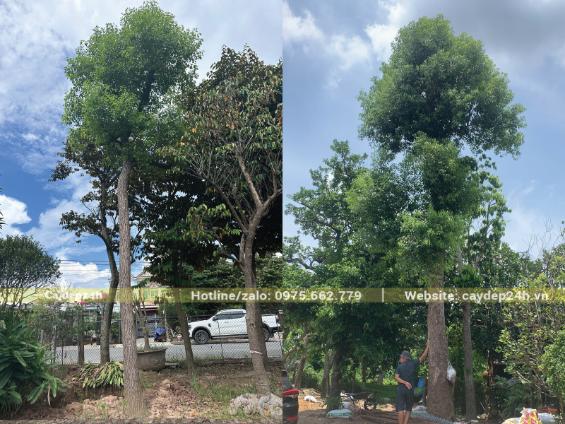 Trồng long não để lọc không khí hiệu quả
